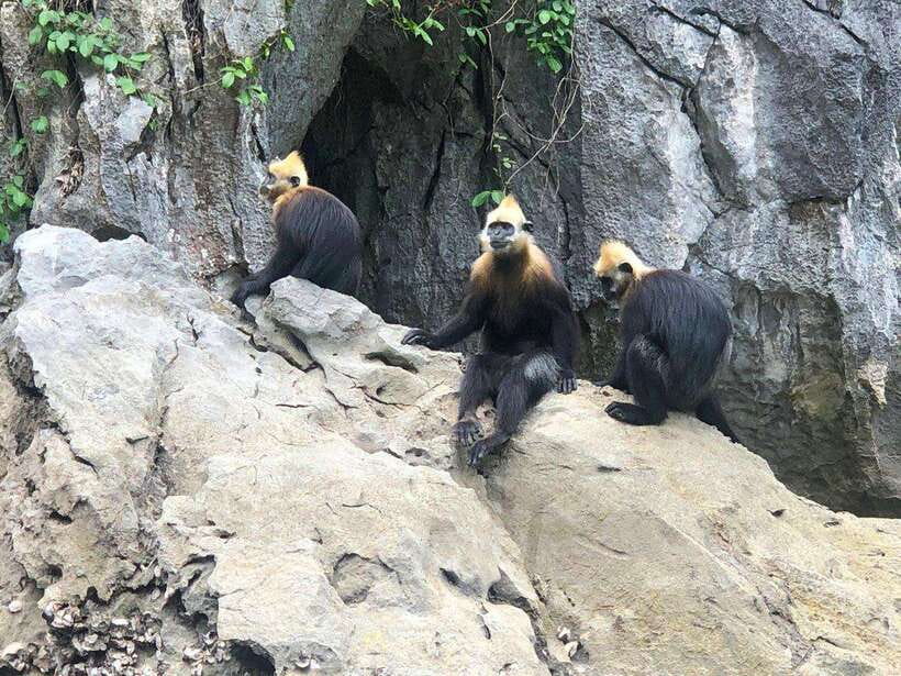 2 Days 1 Night Adventure: Cat Ba National Park, Lan Ha Bay - Food, pacing, and what comfort looks like here