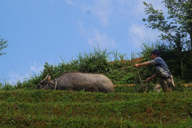 2D1N Buffalo trek by Hmong Sister House and Trekking - The guide factor, with Li’s personal stories as the main payoff
