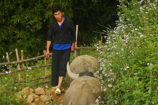 2D1N Buffalo trek by Hmong Sister House and Trekking - Price and value: $110 for two days that include real logistics