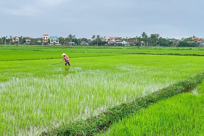 Buffalo Riding and basket boat tour from Da Nang/ Hoi An - Cam Thanh coconut village: where the day starts