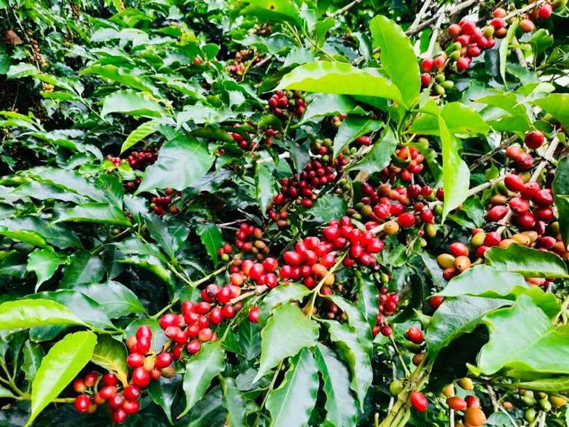 Buon Ma Thuot: Bean to Brew Coffee Farm Tour with Tasting - How Locals Care for Robusta and Arabica Trees