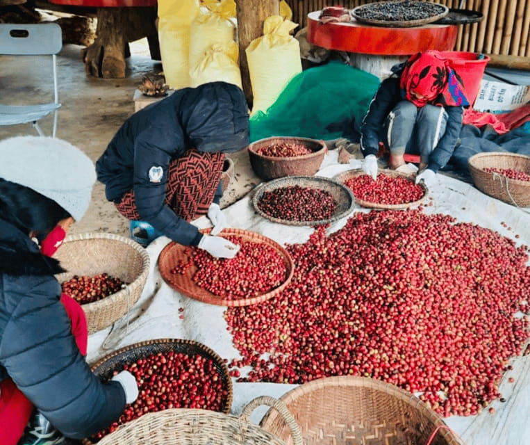 Buon Ma Thuot: Bean to Brew Coffee Farm Tour with Tasting - From Tree to Processing, Wet-Dry Method Explained