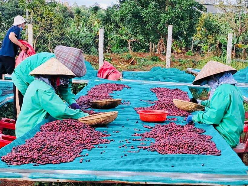 Buon Ma Thuot: Bean to Brew Coffee Farm Tour with Tasting - The Tasting: Black or Milk, Machine or Filter