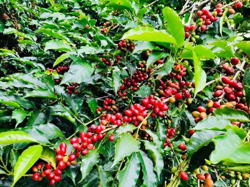 Buon Ma Thuot: Bean to Brew Coffee Farm Tour with Tasting - Price and Value: Is $18 Worth It?