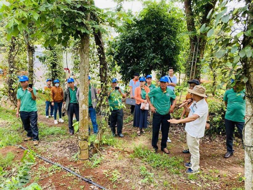 Buon Ma Thuot: Bean to Brew Coffee Farm Tour with Tasting - Timing Matters: What Happens Outside Harvest Season