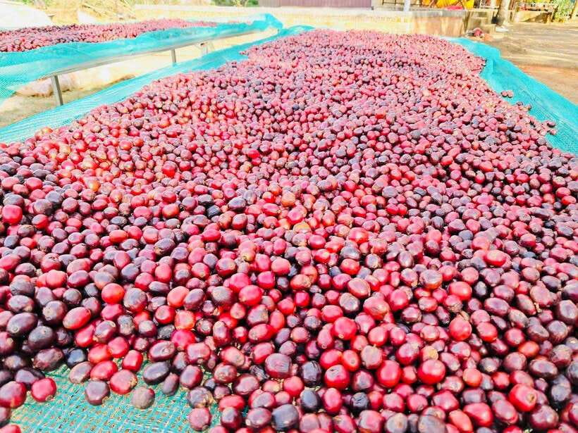 Buon Ma Thuot: Bean to Brew Coffee Farm Tour with Tasting - Who Should Book This Tour