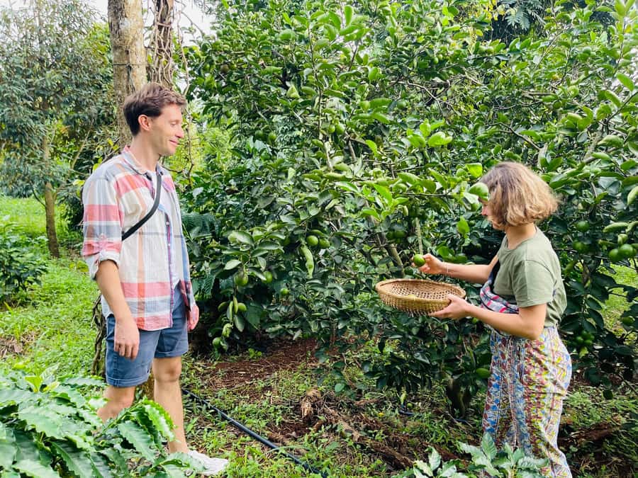 Buon Ma Thuot: Coffee Farm Tour (Bean to Brew) with Pickup - A 90-minute bean-to-brew intro in Buon Ma Thuot