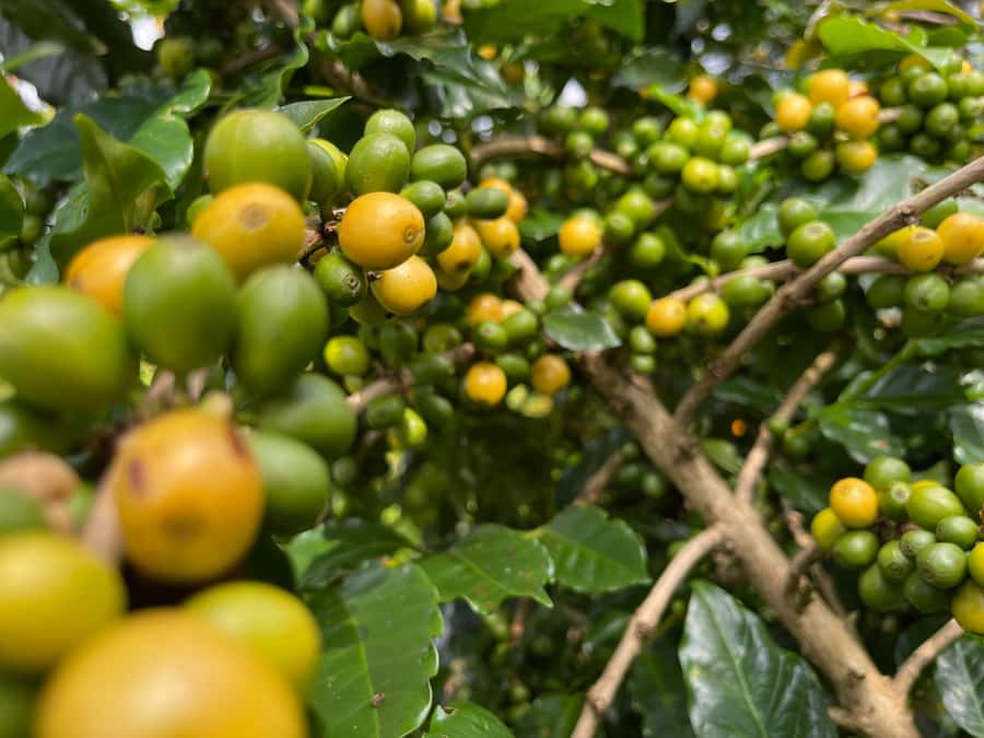 Buon Ma Thuot: Coffee Farm Tour (Bean to Brew) with Pickup - Inside the coffee farm: Arabica, Robusta, and real care work