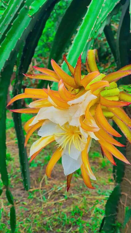 Can Tho: Authentic Mekong Delta – Real Local Life Tour. - Price and Value: Why $36 Makes Sense Here