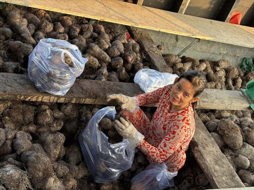 Can Tho: Floating Market, Cacao & Canals with French Guide - Organic cacao farm tastings, cacao milk, and homemade cacao wine