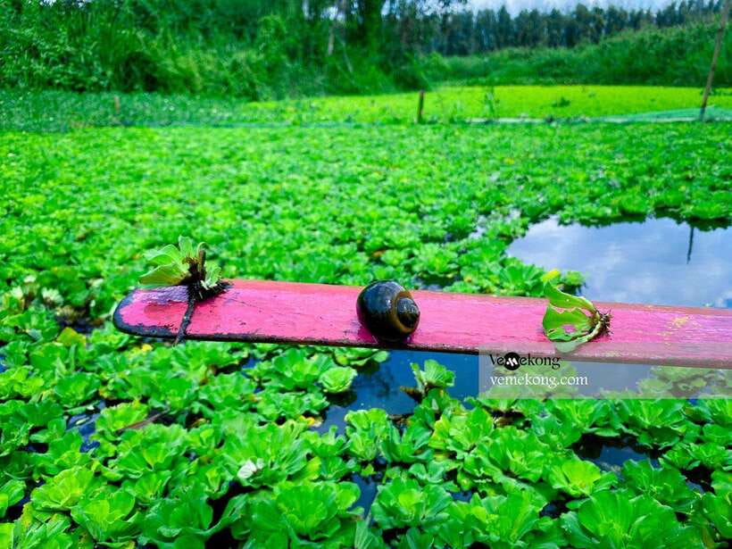 Can Tho: Lung Ngoc Hoang Forest Nature Reserve Half-Day Tour - From Can Tho to Lung Ngoc Hoang, the scenery switch is the point