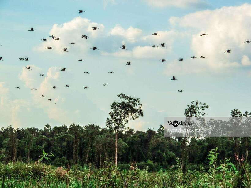 Can Tho: Lung Ngoc Hoang Forest Nature Reserve Half-Day Tour - The short nature walk, flat paths with an easy decision point
