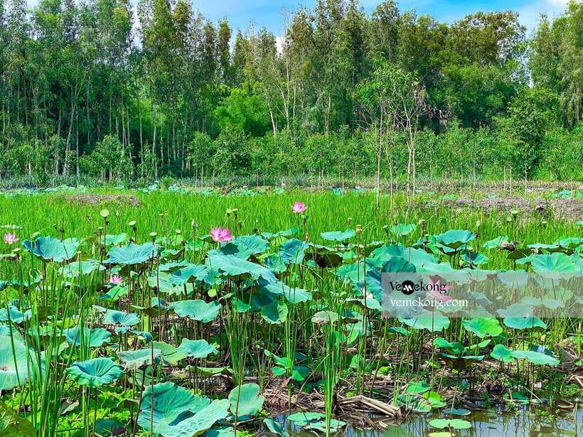 Can Tho: Lung Ngoc Hoang Forest Nature Reserve Half-Day Tour - Price and what $47 actually buys you