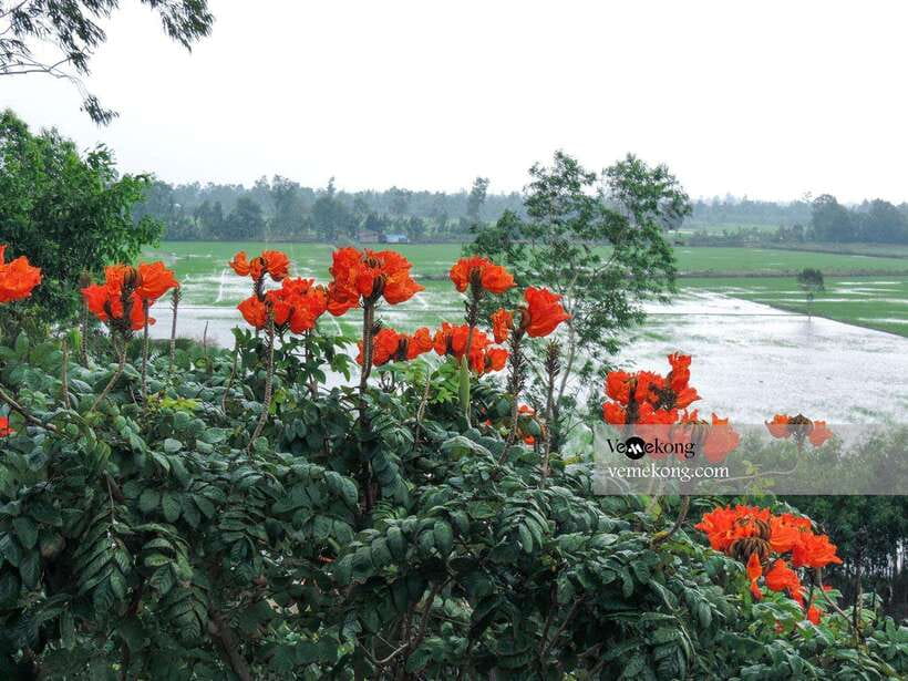 Can Tho: Lung Ngoc Hoang Nature Reserve & Forest Tour - The 1.2 km pancake-path nature walk: easy on feet, good for birds
