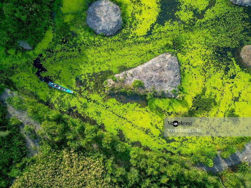 Can Tho: Lung Ngoc Hoang Nature Reserve & Forest Tour - The giant ficus microcarpa: a heritage tree with war-time context