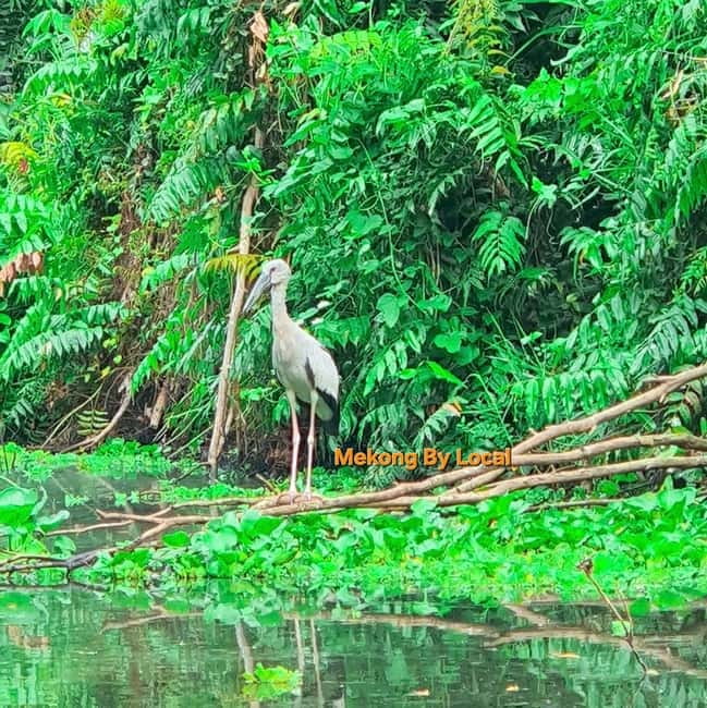 Can Tho: The Untouched Mekong for Nature Souls - Lung Ngoc Hoang Nature Reserve: tower views, shaded trails, and real wetlands