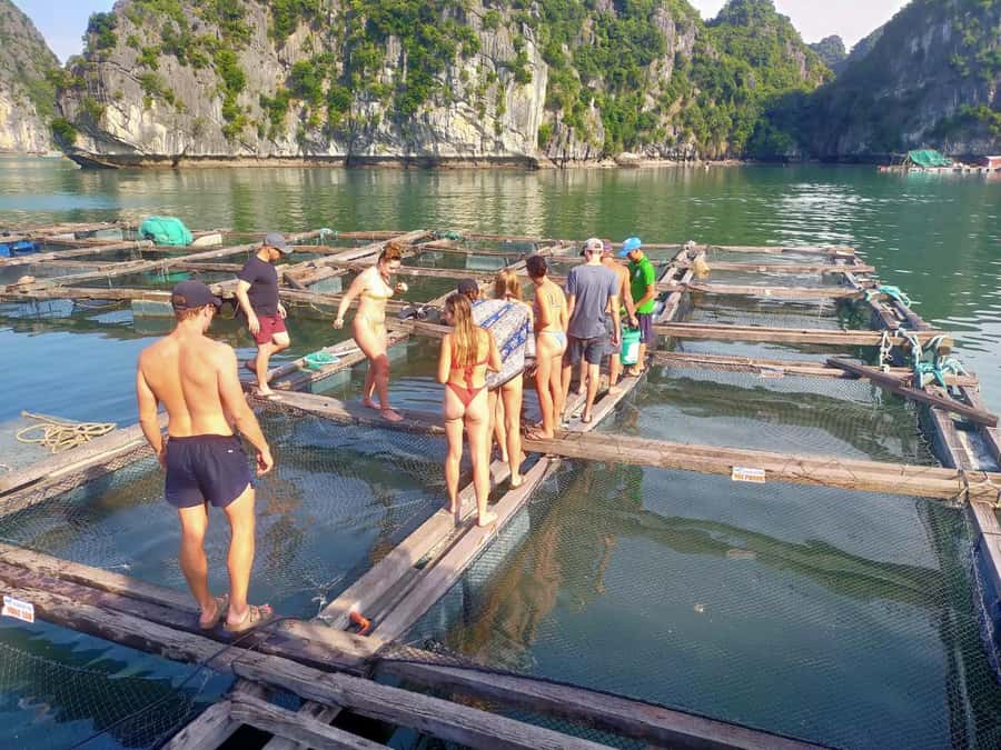 Cat Ba Island: Full-Day Cruise to Lan Ha Bay and Ha Long Bay - Swim and splash time: deserted beaches and a calm lagoon