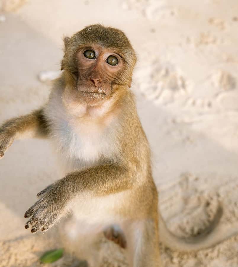 Cat Ba: Lan Ha & Ha Long Bay Kayak & Snorkel Boat Tour - Key reasons this tour works so well