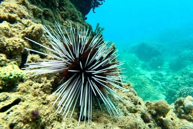 Cham Island Snorkeling Daily Group Tour, Sunbathing, nice beaches - Price and logistics: is $59 a good deal?