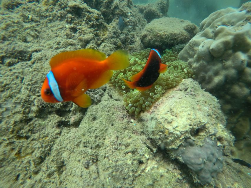 Cham Island: Underwater Walking & Snorkeling Tour - Who this tour fits best