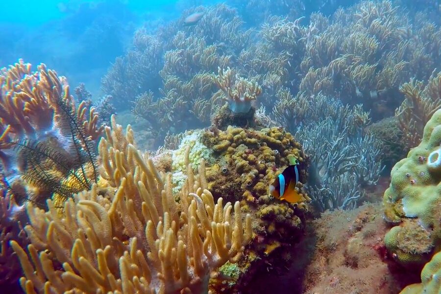 Cham Island: Underwater Walking & Snorkeling Tour - Underwater walking: your oxygen helmet moment