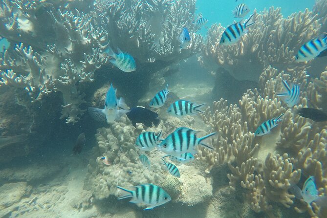 Cham Islands Snorkeling Tour by SpeedBoat from Da Nang - Who this Cham Islands snorkeling day is best for