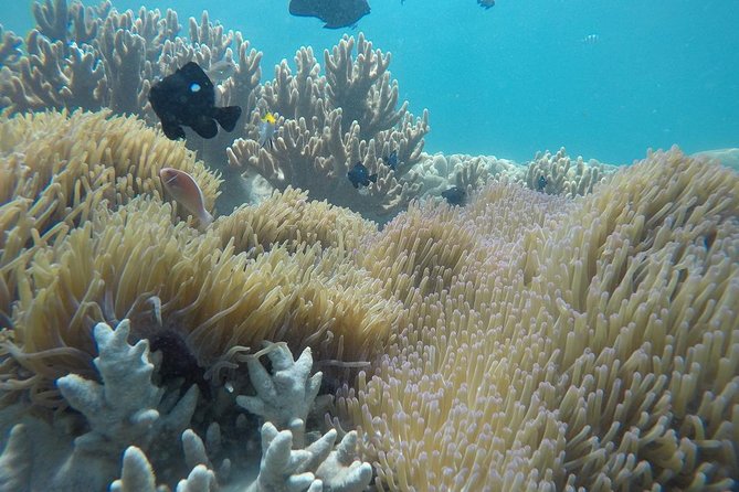 Cham Islands Snorkeling Tour by SpeedBoat from Da Nang - First snorkeling stop: shared water time and realistic expectations