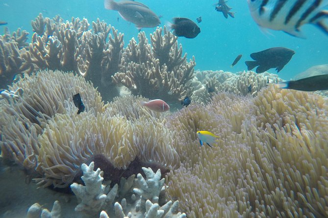 Cham Islands Snorkeling Tour by Wooden Boat from Hoi An - Hon Nhon snorkeling: two hours at the reef site