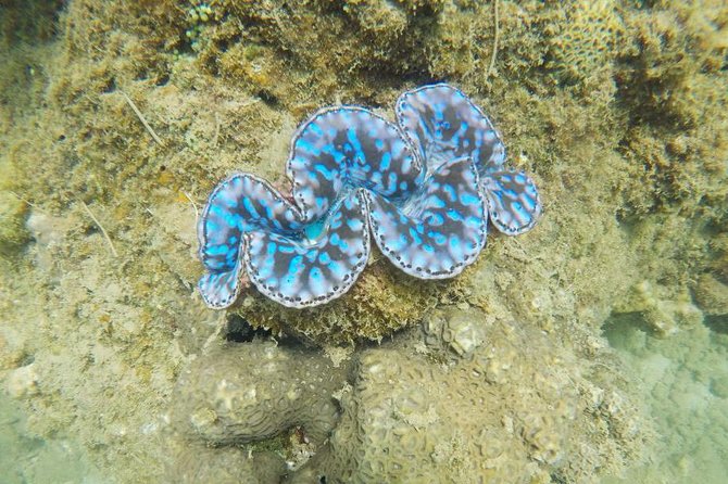 Cham Islands Snorkeling Tour by Wooden Boat from Hoi An - What’s included, and what you should bring anyway