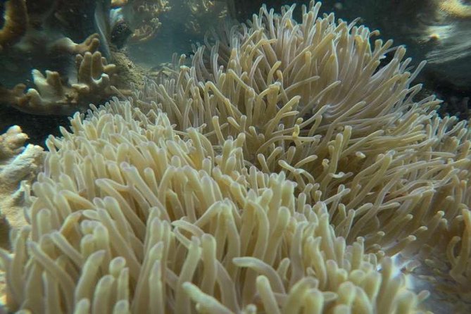 Cham Islands Snorkeling Tour by Wooden Boat from Hoi An - Who this tour suits best