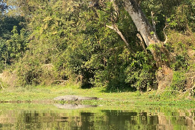 Chitwan Jungle Safari Tour - Price and value: what $140 covers, and what to double-check