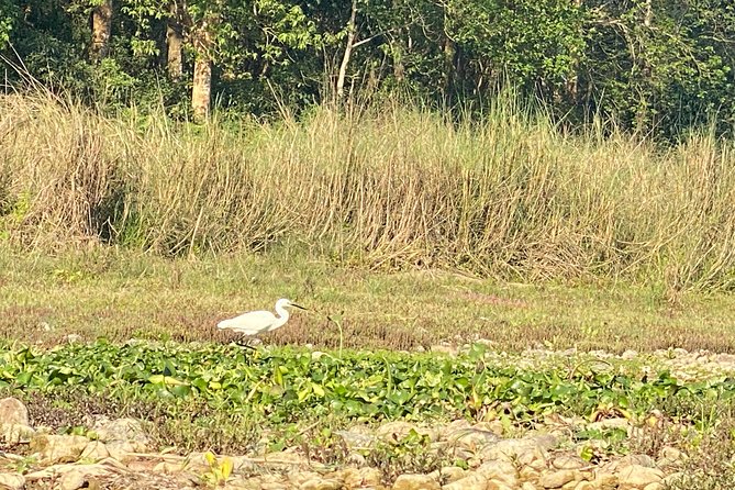 Chitwan Jungle Safari Tour - Day 1 in Chitwan: jeep safari, walk, museum, and Tharu culture