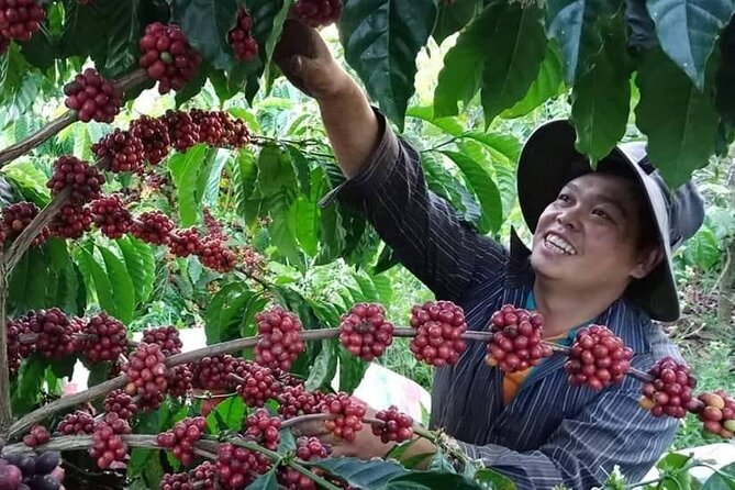 Coffee & Culture Experience _From Farm to Cup by Elon Farm - Key highlights at a glance