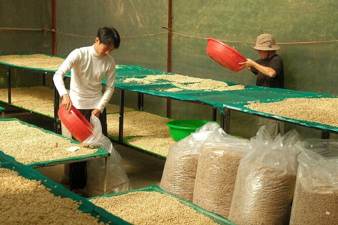 Coffee Farm Tour with Roasting & Tasting Workshop - Da Lat - November to January harvesting, when you can join the team