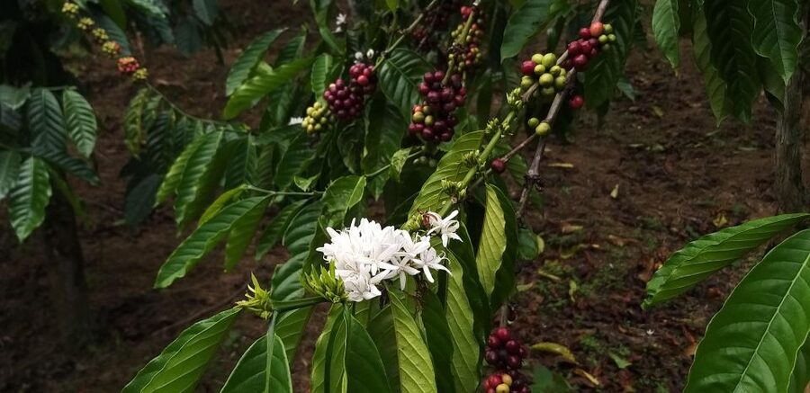 Coffee - Wine - Tea Da Lat's Agricultural Treasures Tour - Who This Tour Fits Best