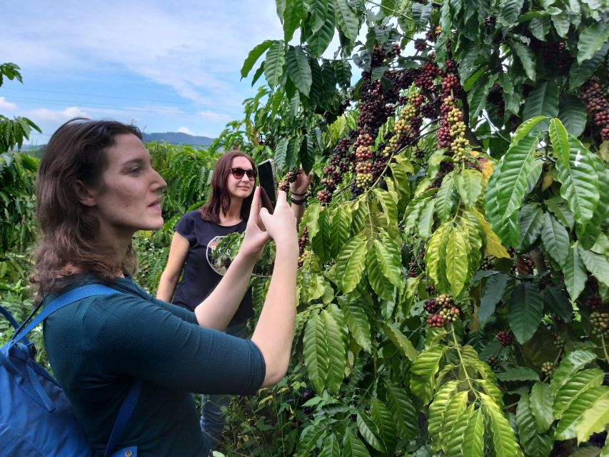 Coffee - Wine - Tea Da Lat's Agricultural Treasures Tour - Coffee, Tea, and Wine as a Da Lat Story, Not Just a Checklist