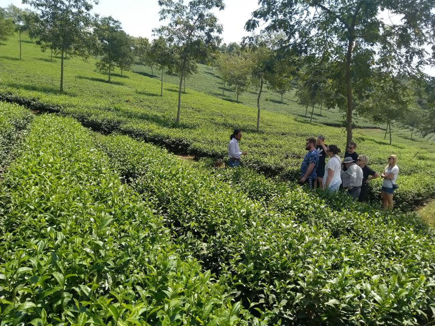 Coffee - Wine - Tea Da Lat's Agricultural Treasures Tour - Phát Chi Tea Farm: Vietnamese Tea Culture in Real Plantations