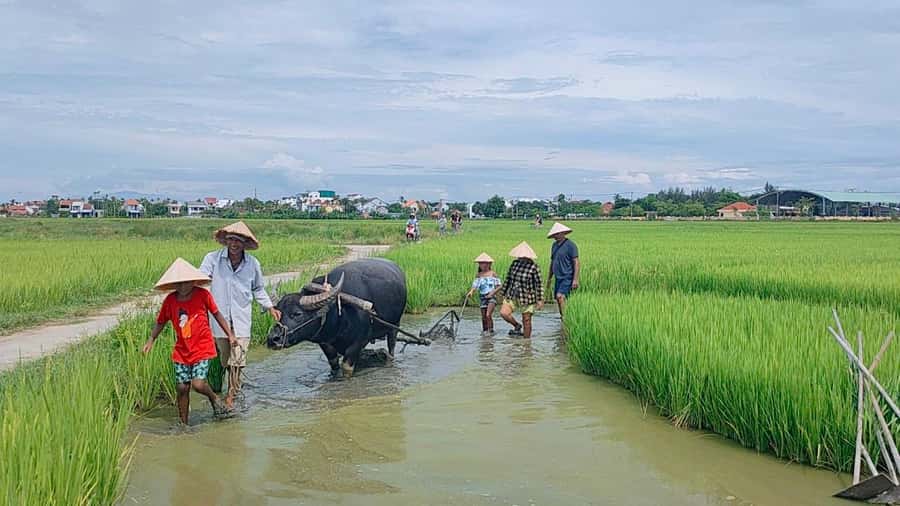 Cycling, Water Buffalo Riding, Traditional Farming Life - From Hoi An to Cam Thanh, You’re in the Real Farming World