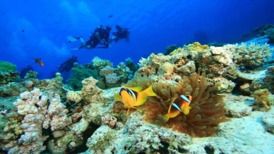 Da Nang/Hoi An:Explore Cham Island and Snorkeling tour 1 Day - Key Things You’ll Notice on This Cham Islands Day Trip