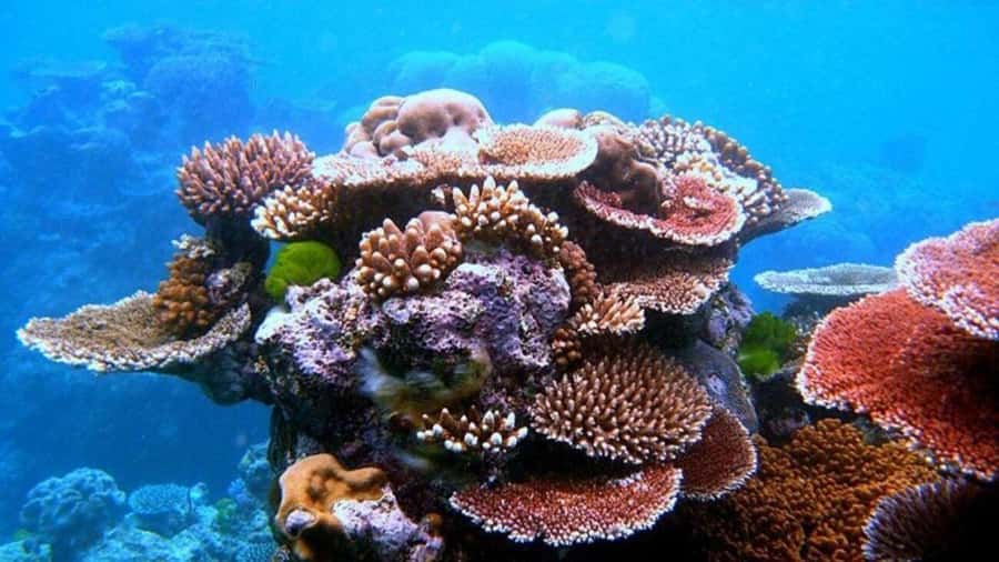 Da Nang/Hoi An:Explore Cham Island and Snorkeling tour 1 Day - The Speedboat Ride and the Reality of Extra Stops