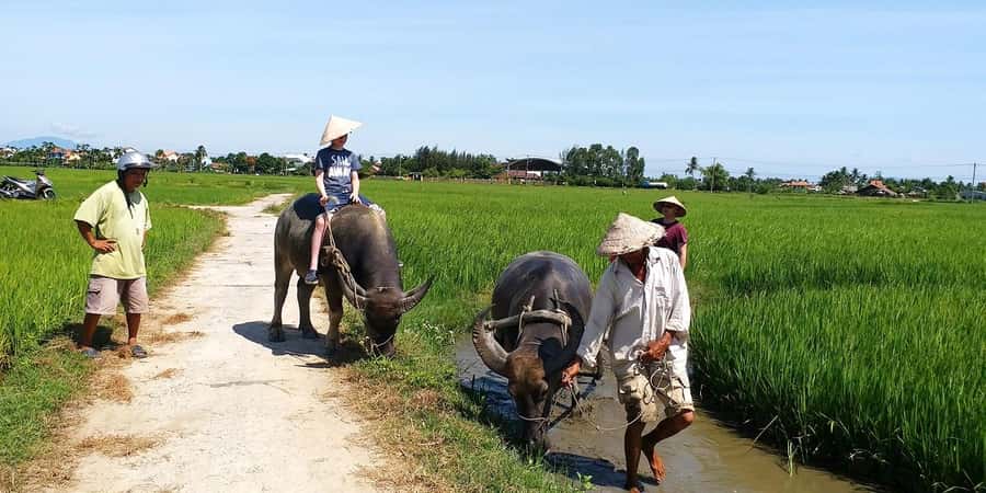 Da Nang or Hoi An: Countryside Bike & Basket Boat Tour - The bike ride through rice paddies: quiet roads, real work