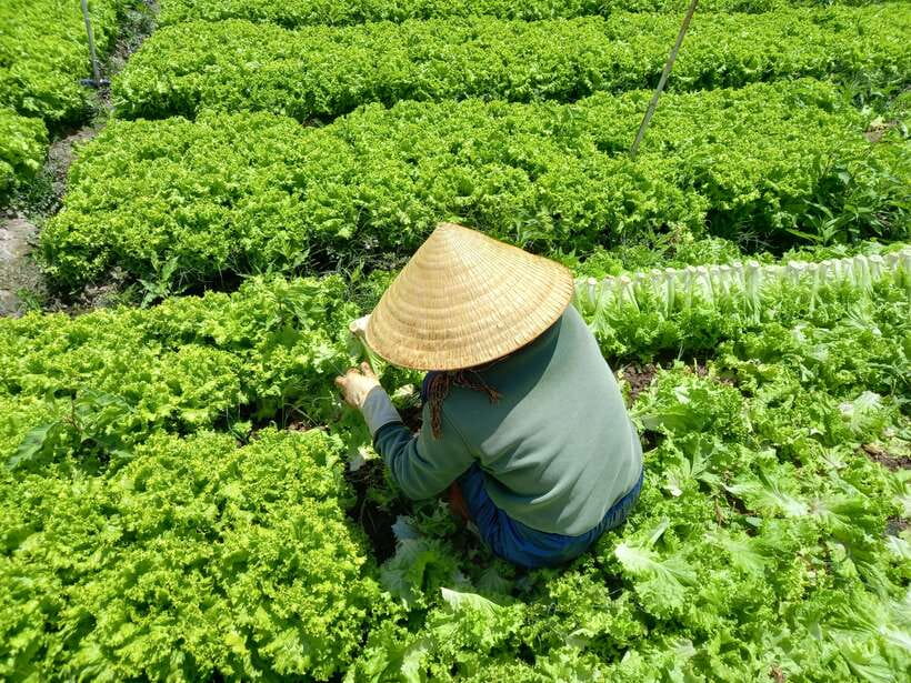 Dalat Countryside Motorbike Day Tour–Coffee Farms & Pagodas - Rice wine and silk worm making: the part you remember later