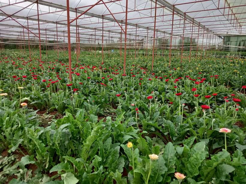 Dalat Countryside Motorbike Day Tour–Coffee Farms & Pagodas - Tuyen Lam Lake and Truc Lam Zen Monastery: the calm ending