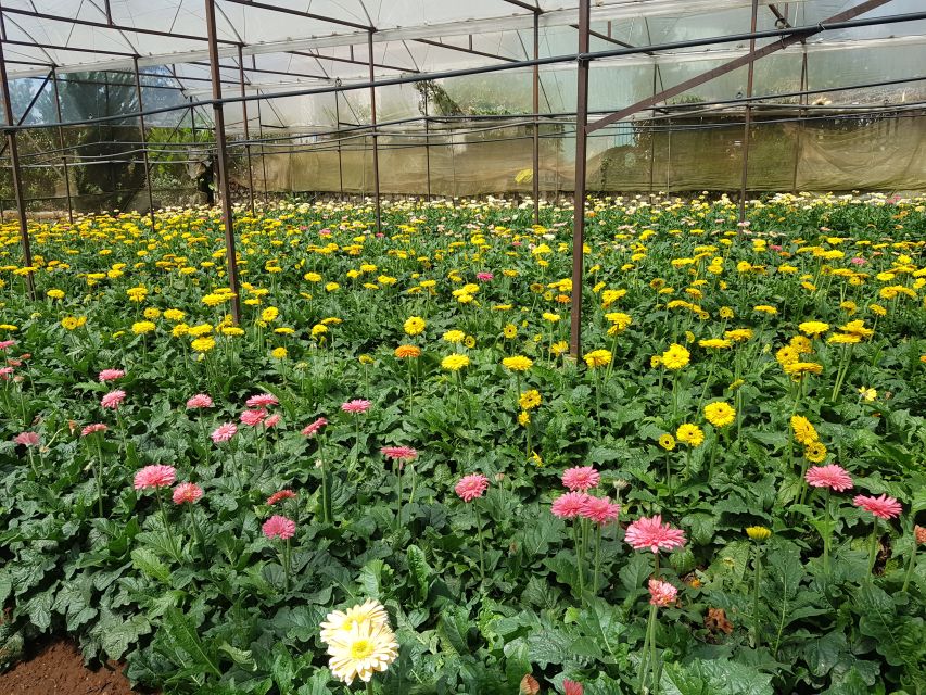 Dalat: Countryside Tour with Silk Village & Elephant Falls - Morning Warmup: Linh Quang Pagoda and the Pink Grass Hill Hike