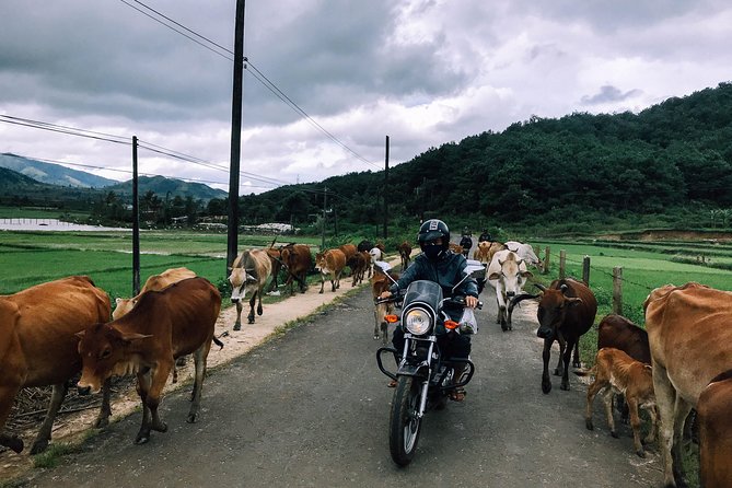 Dalat Go Kart - Mongoland & Dalat Countryside Group Tour - Coffee time at Mê Linh Coffee Garden, not just a photo break