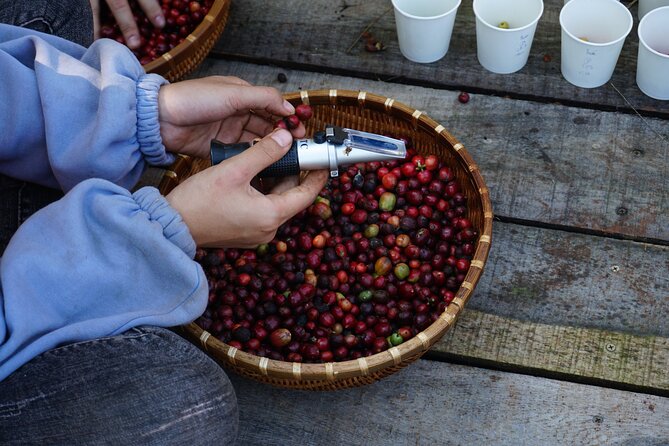 Dalat's countryside|Coffee Plantations Tour beyond Elephant falls - A coffee farm outside Dalat, built for learning (not just sampling)