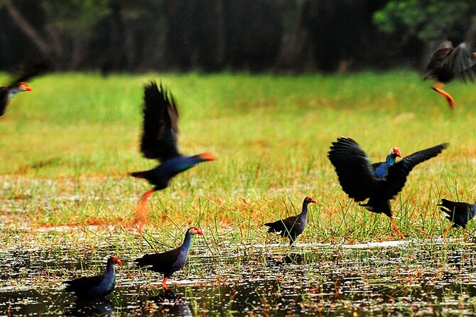 Discover Mua Xuan Nature Reserve - Birdwatching without the stress, herons, kingfishers, coucals, swamphens