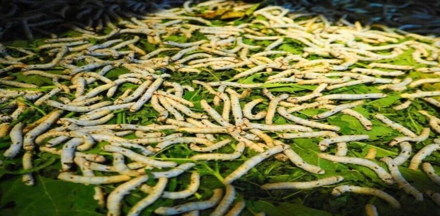 Discover Traditional Silk Process in Hoi An Silk Village - Welcome drink and Quang Nam’s sericulture story