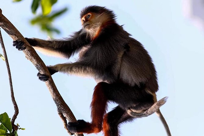 Endangered Monkeys Watching - Red Shanked Douc Langurs - Key things I’d clock before you go