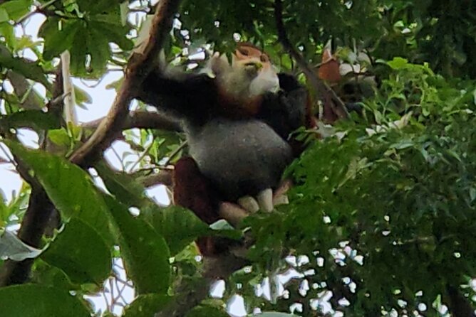 Endangered Monkeys Watching - Red Shanked Douc Langurs - Why Son Tra douc langurs feel different
